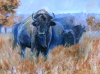 Tallgrass Buffalo